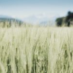 暗号通貨用語の「アルトコイン」「草コイン」の意味をしっかり知っておこう